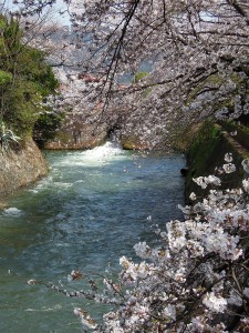 2013　京都琵琶湖疎水　桜