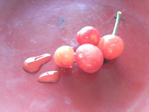 さくらんぼの収穫