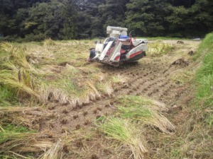 お米収穫の秋