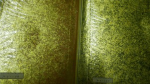 Meet the Hikibaku Artisan of Nishijin Weaving – Yamazaki Haku Co., Ltd.