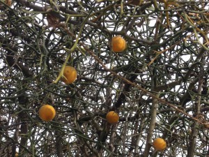 曹洞宗　天寧寺　からたちの実