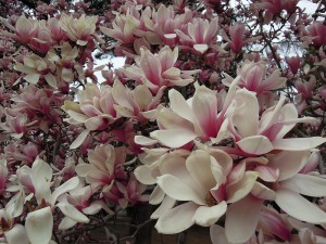 京都御所　2013　花見　紫木蓮