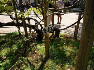 春日大社　藤見物　海老茶