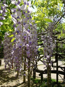 春日大社　藤見物　海老茶