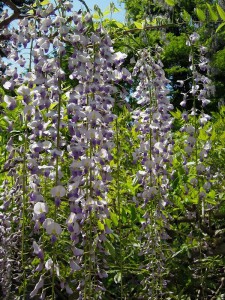 春日大社　藤見物　九尺