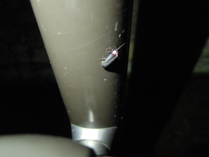 京都堀川のホタル