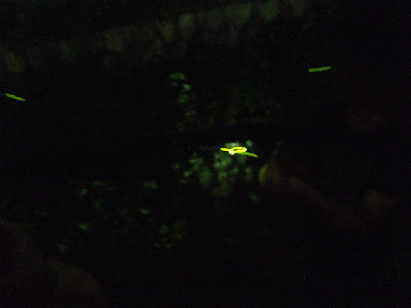 京都堀川のホタル