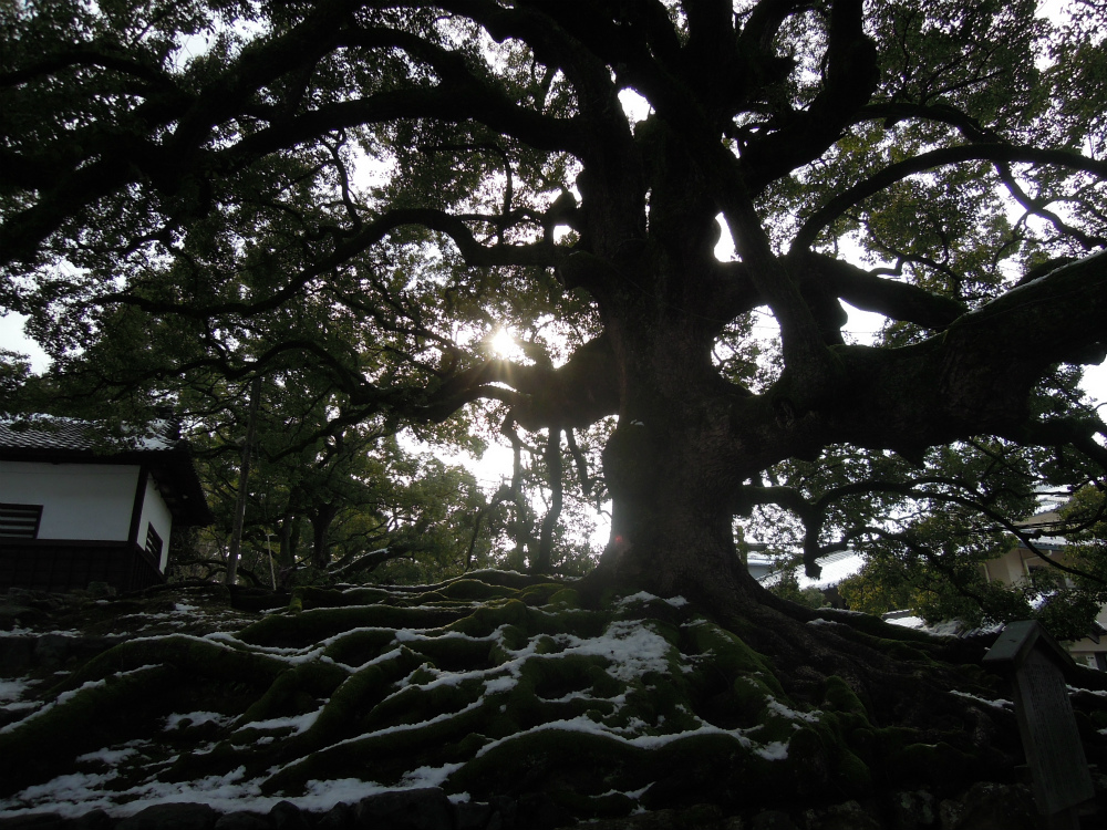 天台宗 青蓮院門跡 京都市天然記念物大クスノキ