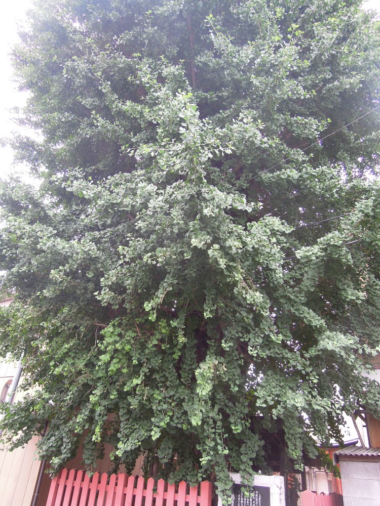 京都島原の大銀杏