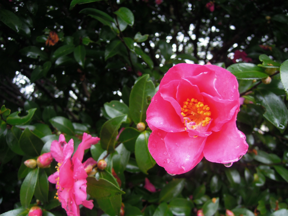 浜離宮　山茶花