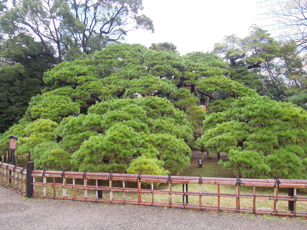 浜離宮　300年の松