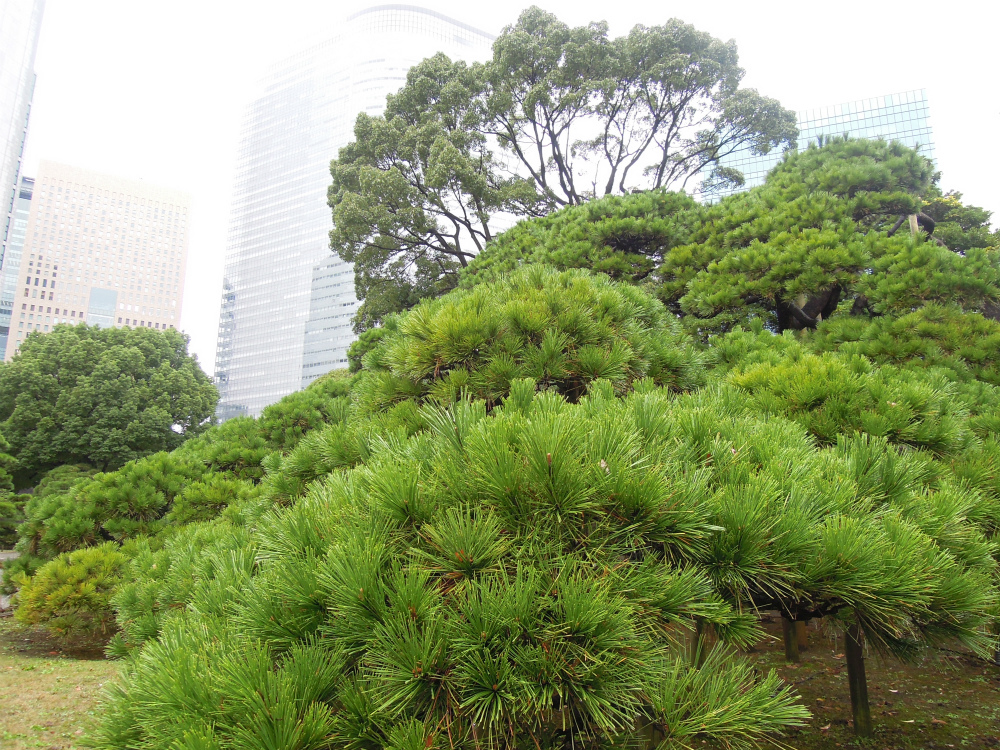 浜離宮　300年の松