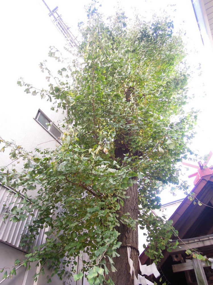 元浅草 孫三稲荷神社