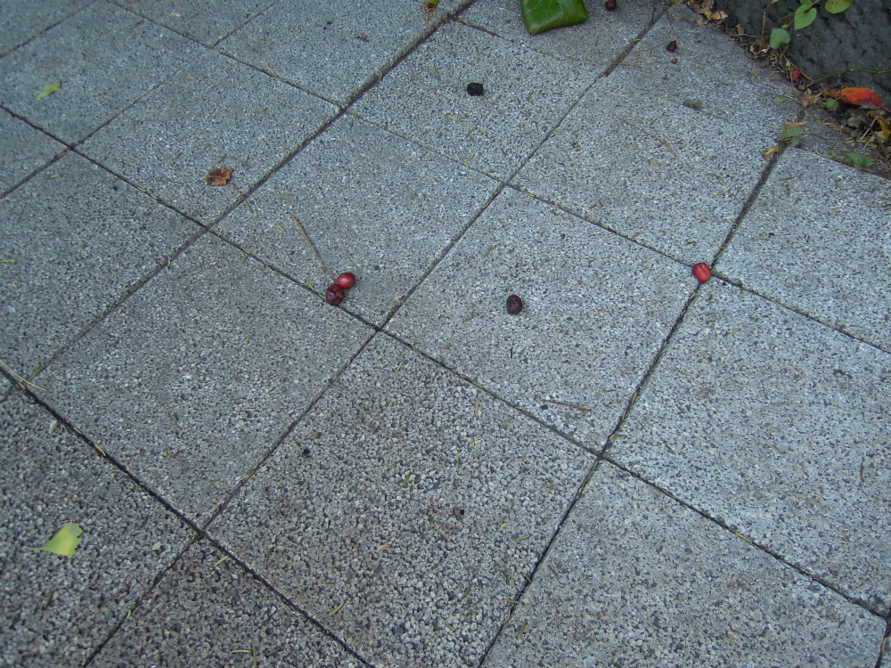 台東区鳥越　鳥越神社