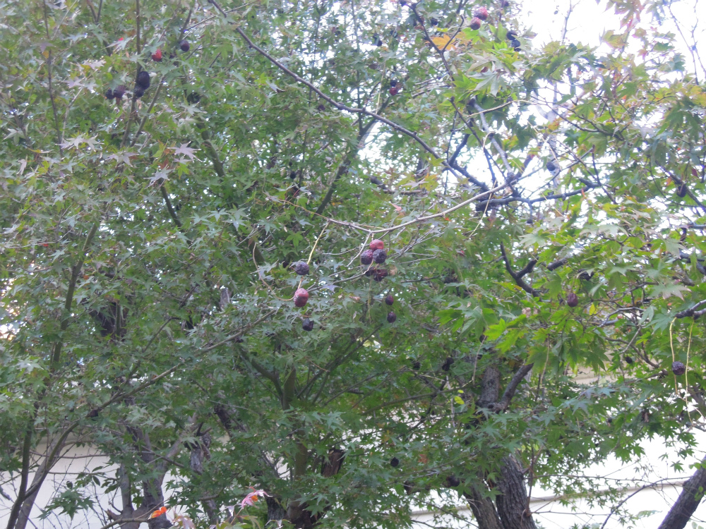 台東区鳥越　鳥越神社