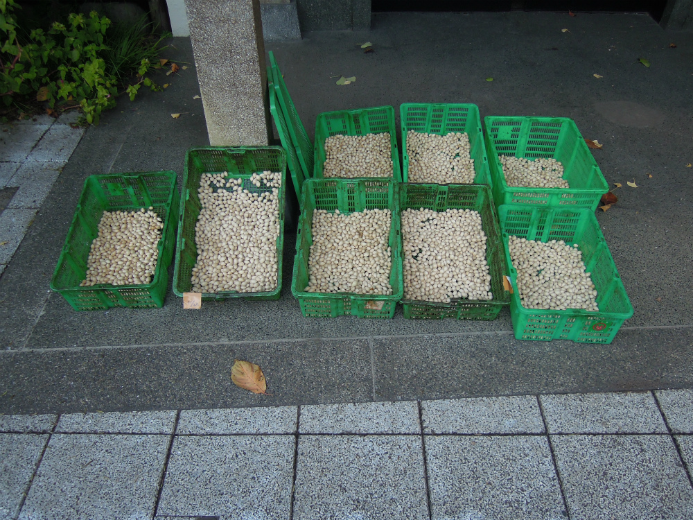 台東区鳥越　鳥越神社
