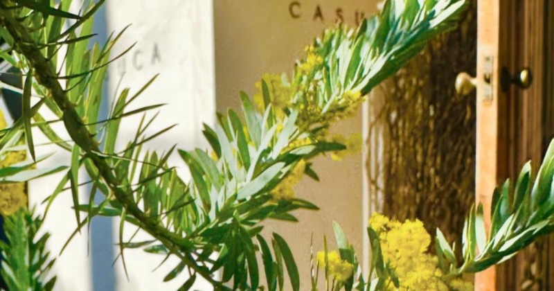 CASUCA 表参道本店ポップアップ